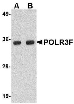 POLR3F Antibody