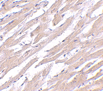 POFUT1 Antibody