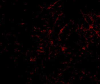 Plxdc2 Antibody