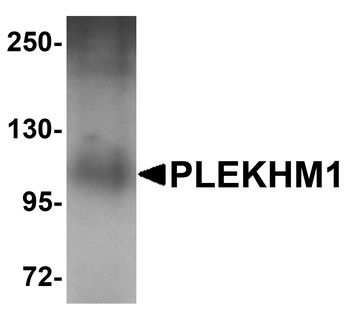 PLEKHM1 Antibody
