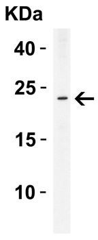 PYCARD Antibody