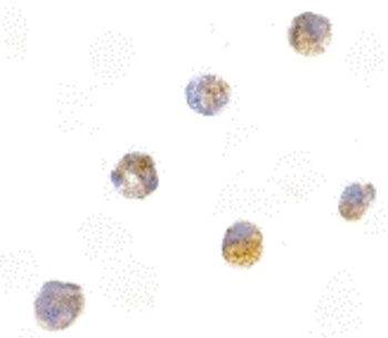 ASC Antibody