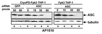 PYCARD Antibody