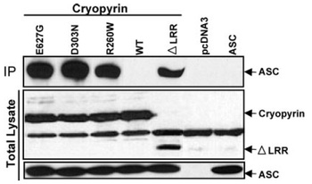 PYCARD Antibody