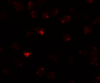 PIWI-L3 Antibody