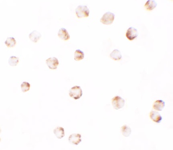 PIWI-L2 Antibody