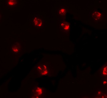 PIWI-L2 Antibody