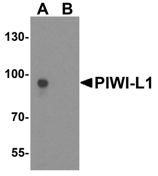 PIWI-L1 Antibody