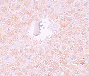 PIWI-L1 Antibody