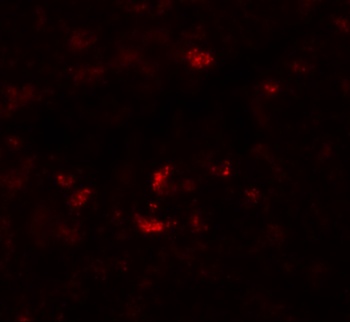 PIWI-L1 Antibody