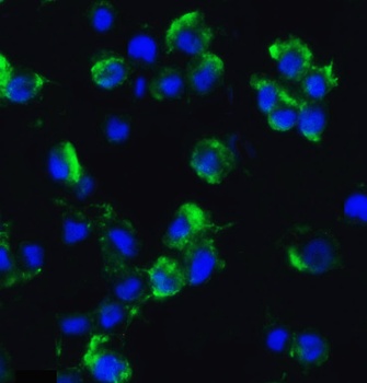 AXIN2 Antibody