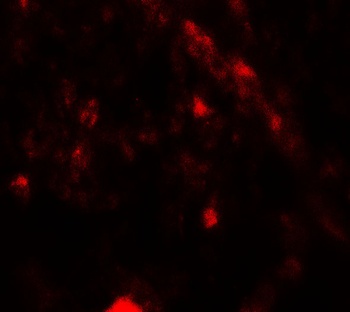 PIK3R4 Antibody