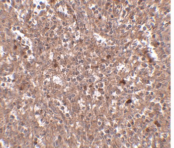 PIG-Y Antibody
