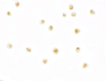 PIERCE1 Antibody