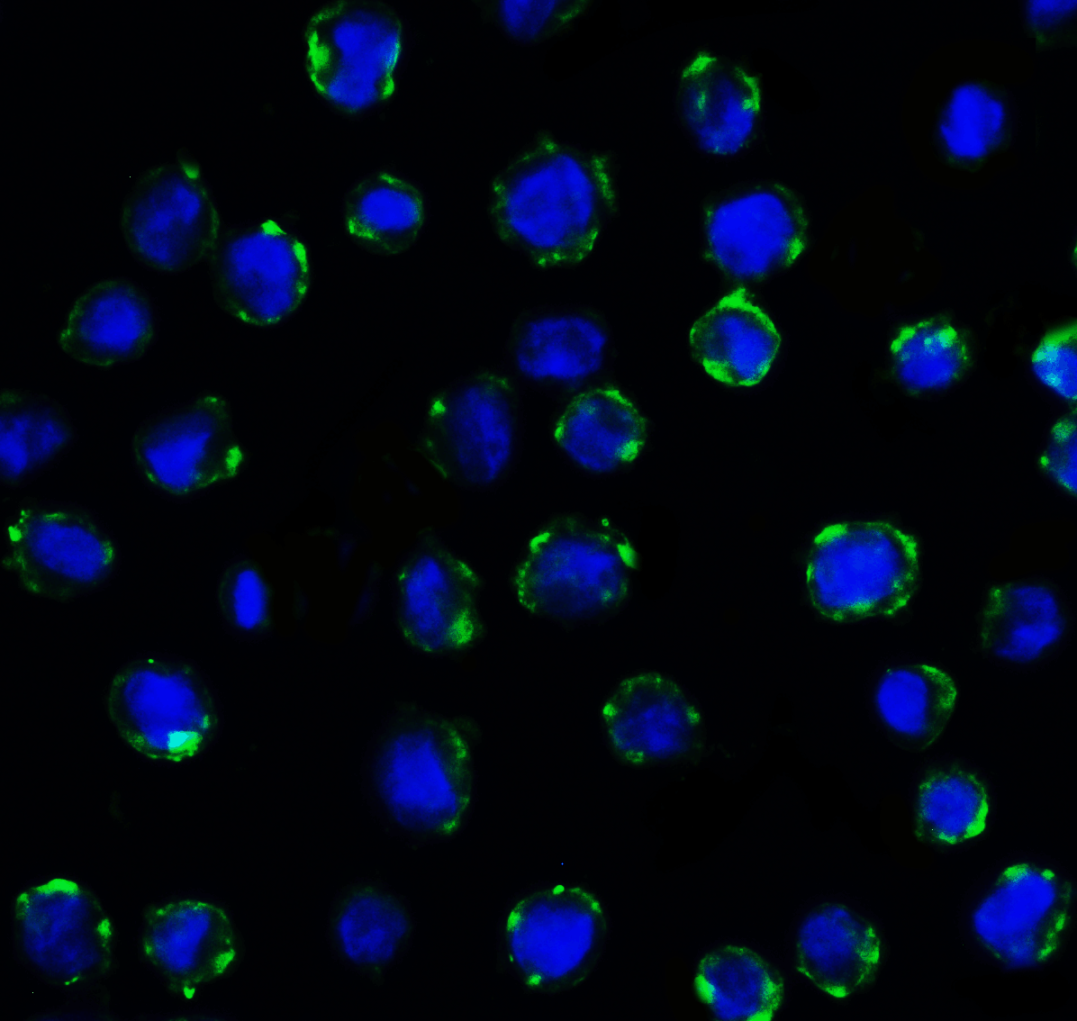 CD276 Antibody