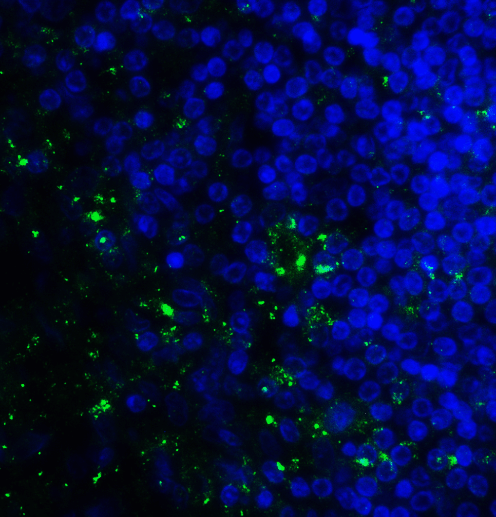 B7H3 Antibody [10G6]