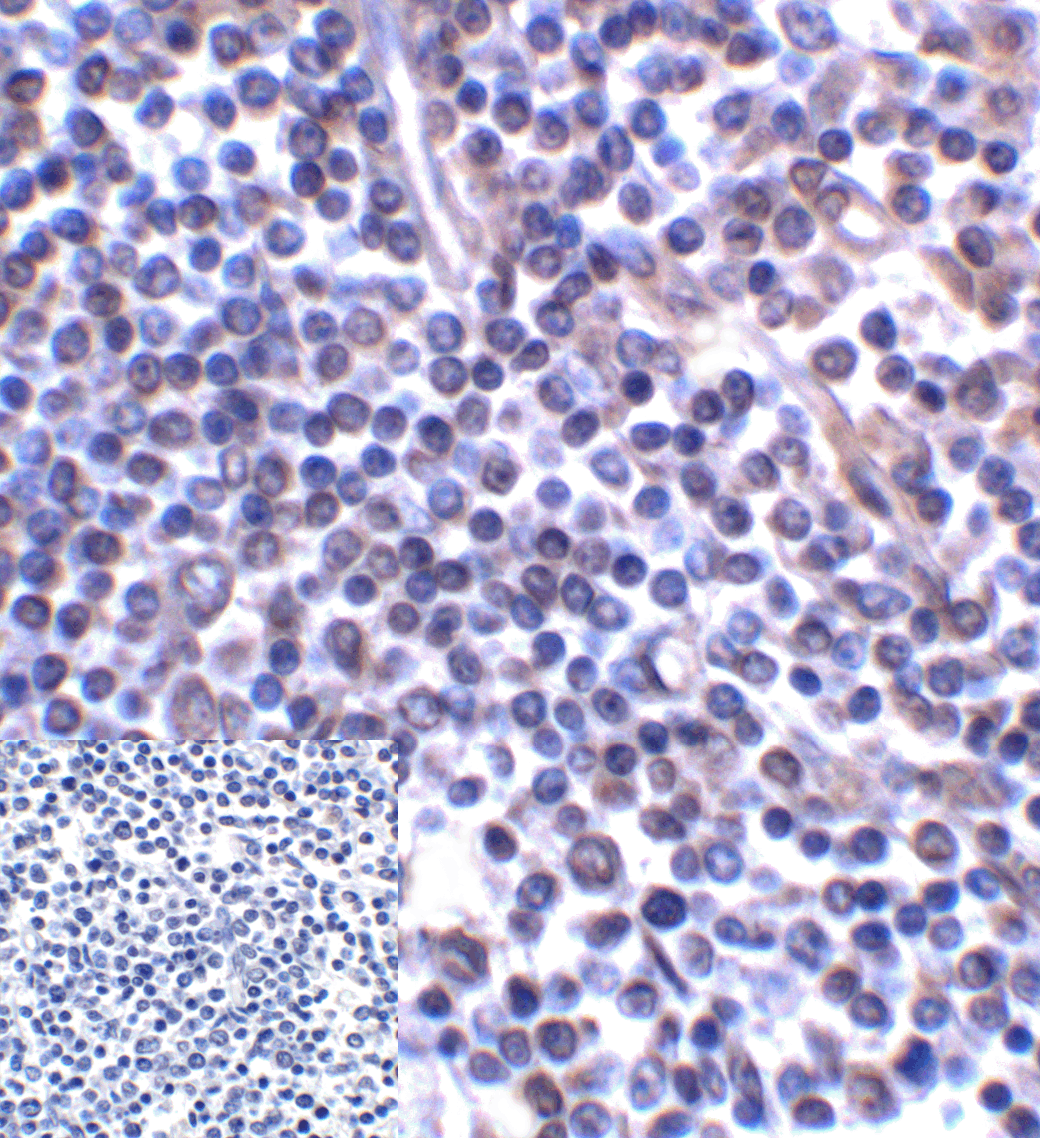 CD276 Antibody