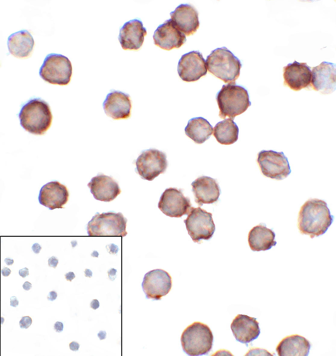 CD276 Antibody