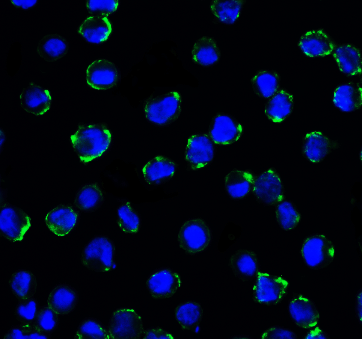 CD276 Antibody