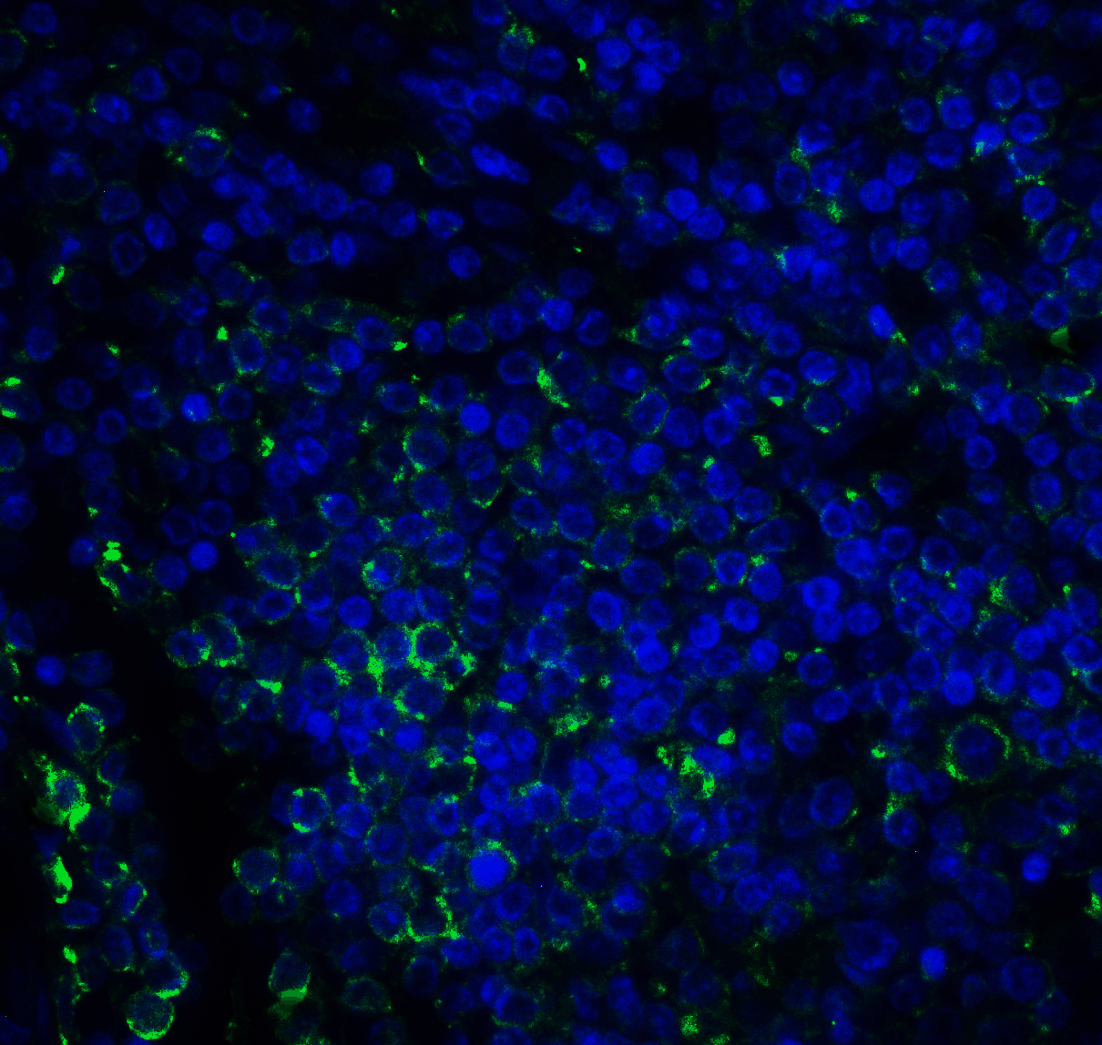 CD276 Antibody