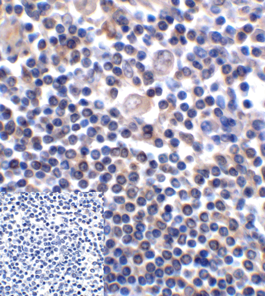 CD276 Antibody