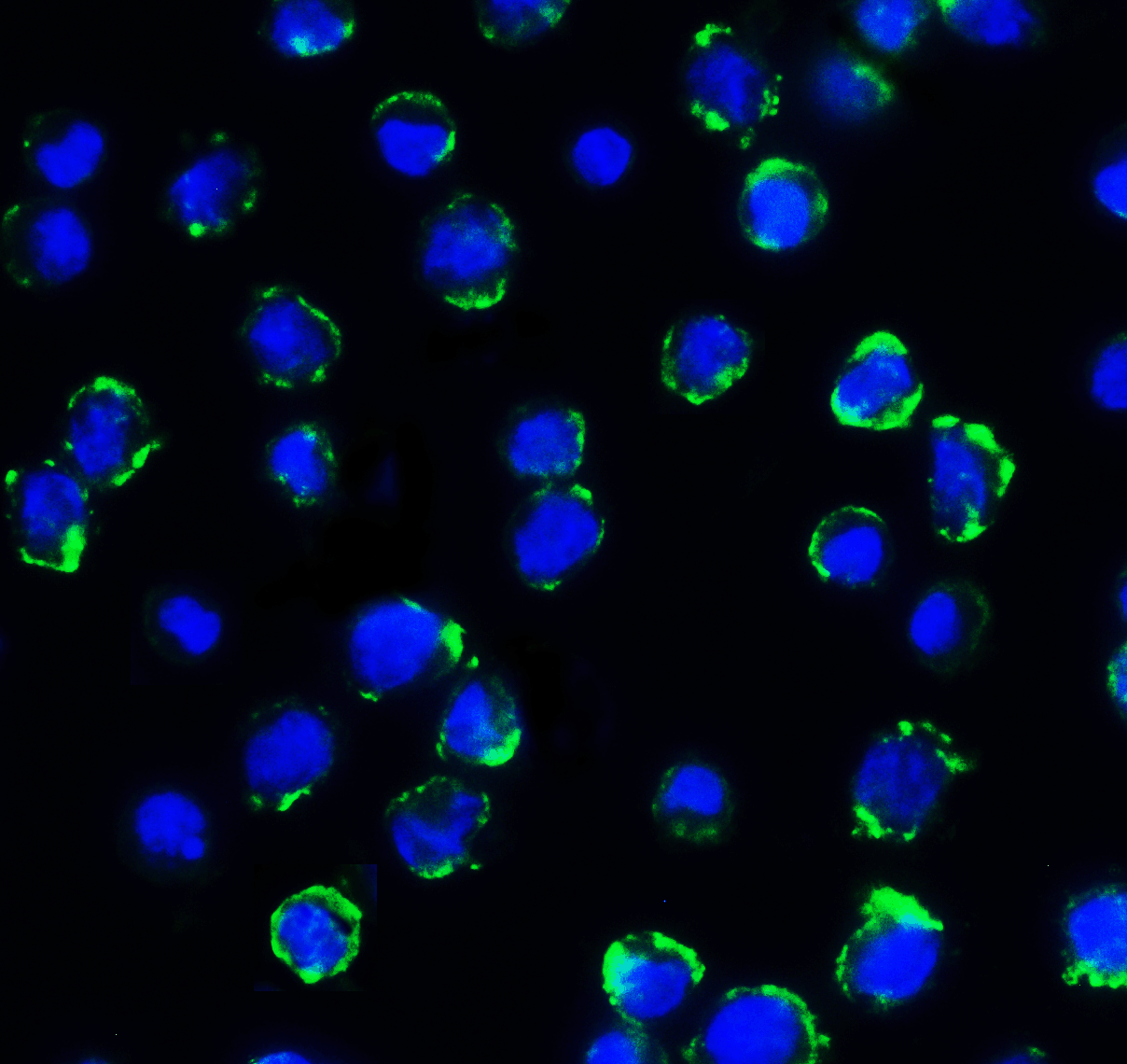 CD276 Antibody