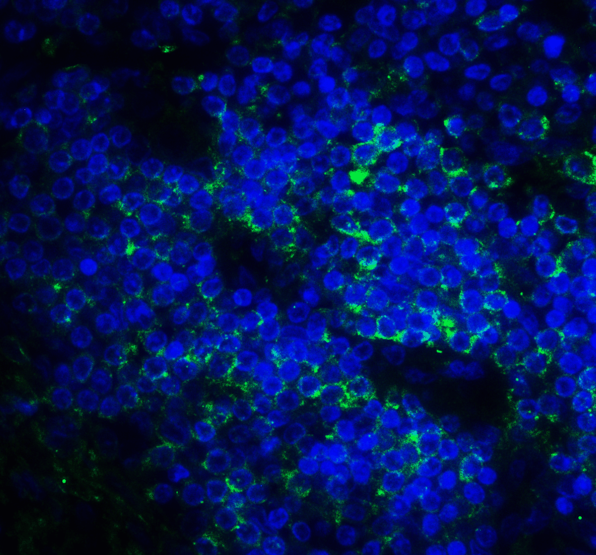 CD276 Antibody