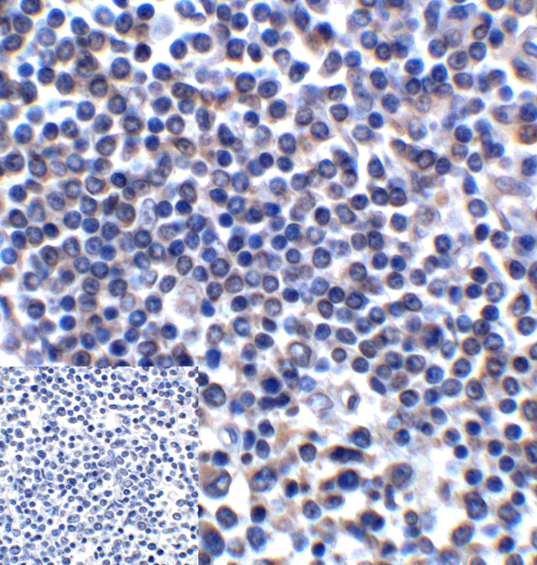 CD276 Antibody