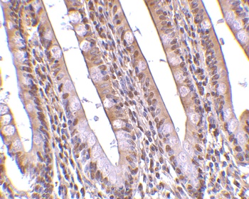 ANP32A Antibody