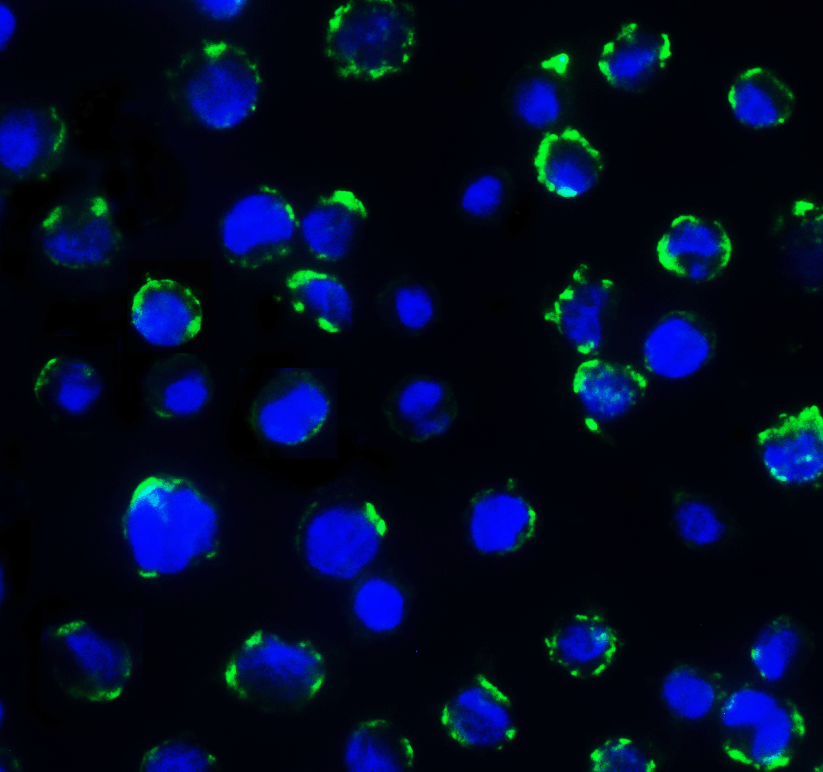 B7H3 Antibody [7B3]