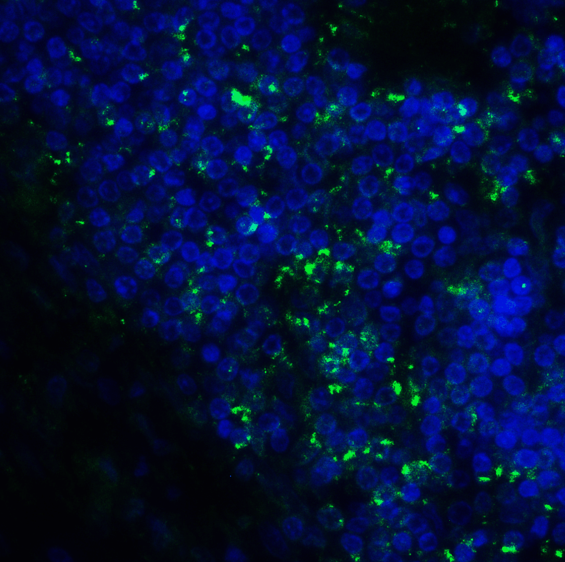 CD276 Antibody