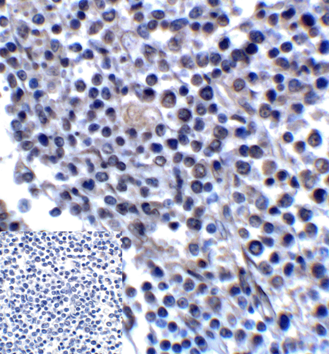 CD276 Antibody