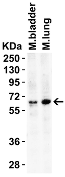 BACE1 Antibody