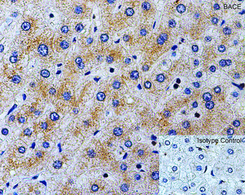 BACE1 Antibody