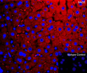 BACE1 Antibody