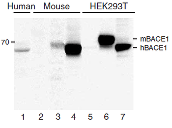 BACE1 Antibody