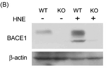 BACE1 Antibody