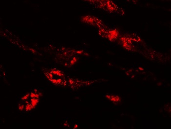 PEAR1 Antibody