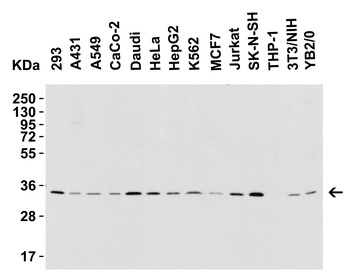 TNFSF13B Antibody