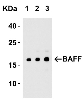 TNFSF13B Antibody