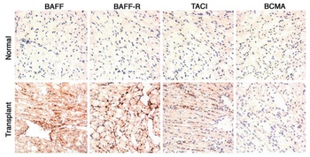 TNFSF13B Antibody