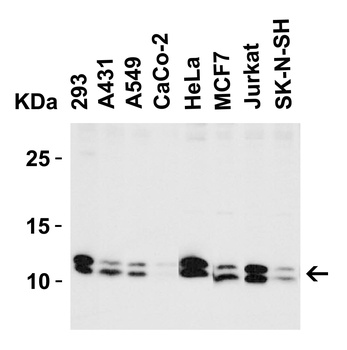 BANF1 Antibody