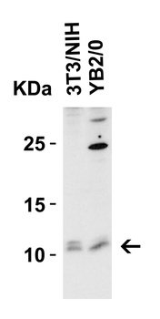 BANF1 Antibody