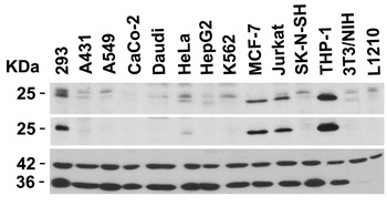 Bcl-2 Antibody