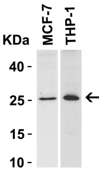 Bcl-2 Antibody