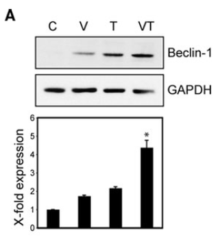 Beclin-1 Antibody