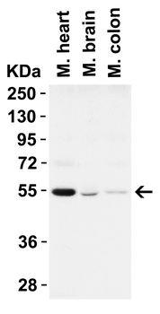 Beclin-1 Antibody