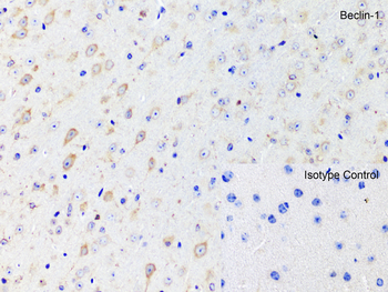 Beclin-1 Antibody