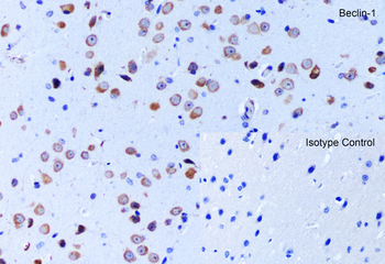 Beclin-1 Antibody