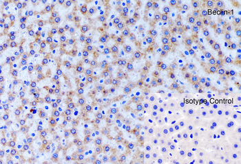 Beclin-1 Antibody